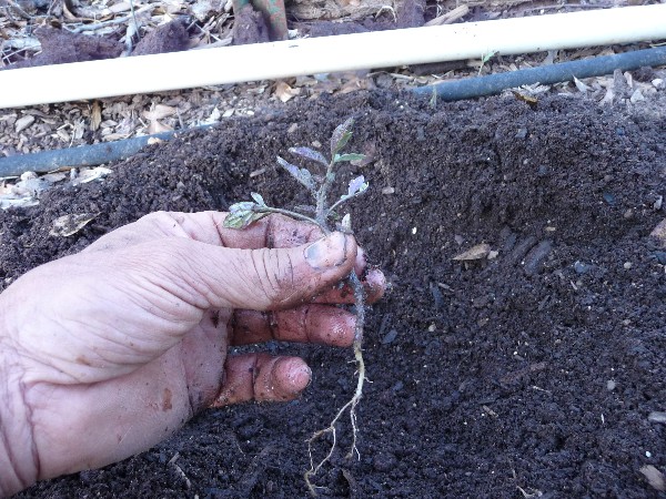 Web 2012-04-15 Planting Back To The Garden 032.jpg